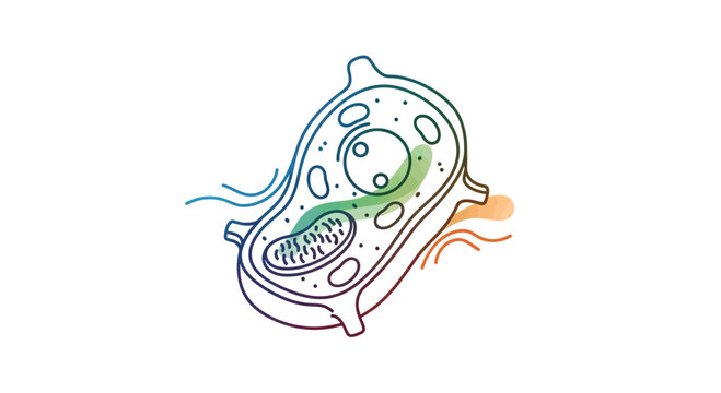 Plant Cell Diagram: Chloroplast, Mitochondria, Nucleus, Vacuole, Cell Wall - Science Illustration