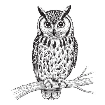 wise owl sitting on branch vector illustration