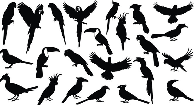 Tropical bird silhouettes including parrots and macaws for exotic nature theme designs vectors