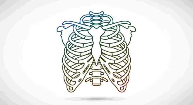 Human Rib Cage Anatomy Illustration - Chest Bone Structure Outline