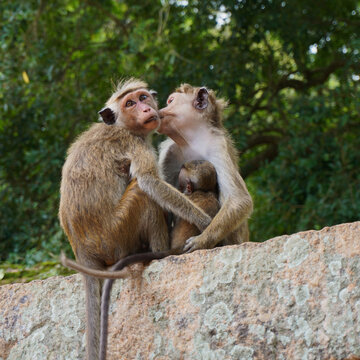 Lovely Monkey couple hugging and kissing moment, the  concept of affection