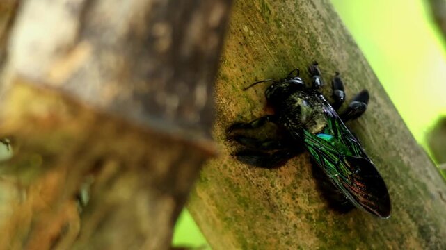 Detailed macro footage showing a solitary carpenter bee excavating a nest tunnel inside dry bamboo in a forest habitat of Himachal Pradesh India during spring season