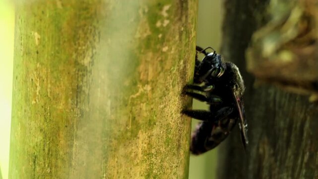 Close up macro real time footage of a solitary female carpenter bee drilling into dry bamboo using strong mandibles in a natural forest habitat in Himachal Pradesh India during spring season.