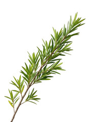 Fototapeta premium Rosemary sprig on transparent background, green herb branch