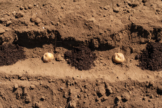 Planting cut seed potatoes at equal intervals with fertilizer in between.