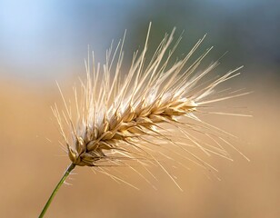 Obraz premium Close-up of a single wheat stalk with spiky texture