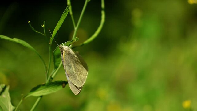 Close up timelapse footage of large cabbage white butterfly (Pieris brassicae) carefully laying eggs on the underside of a fresh mustard plant leaf during spring season in Himachal Pradesh India.