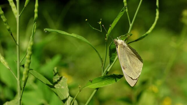 Real time macro footage of pieris brassicae also known as large cabbage white butterfly depositing eggs on the underside of a mustard plant leaf in spring season in himachal pradesh india.