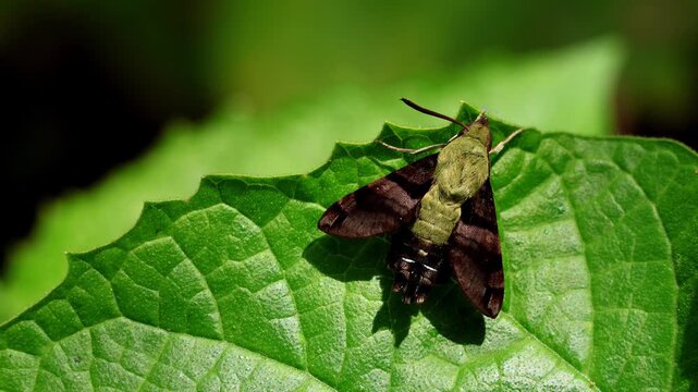 Freshly emerged hummingbird hawkmoth drying wings on leaf.  Close up video of a freshly emerged Macroglossum bombylans resting on a green leaf while drying its delicate wings in early spring.