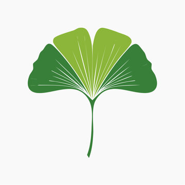 Ginkgo Biloba Leaf Illustration
