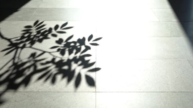 Tree branch shadow moving across stone floor high key minimal composition empty space