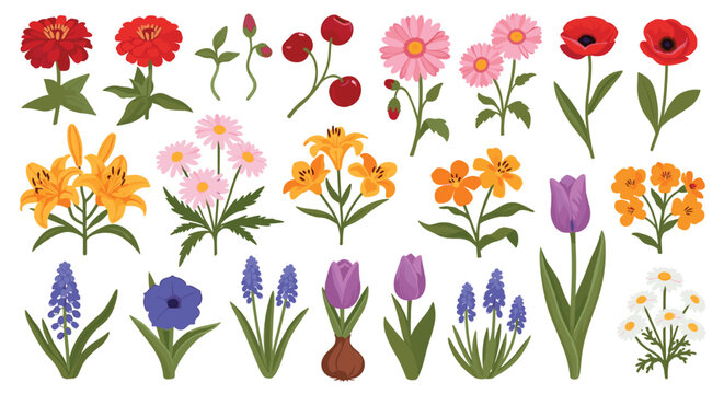 Large set of colorful hand drawn garden flowers and botanical elements including lilies, poppies, tulips, and daisies.