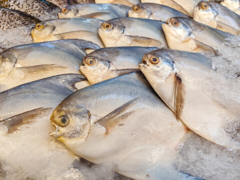 Fresh mackerel and pomfret fish displayed at a traditional seafood market, showcasing a variety of fresh marine seafood commonly consumed in Asian cuisine.
