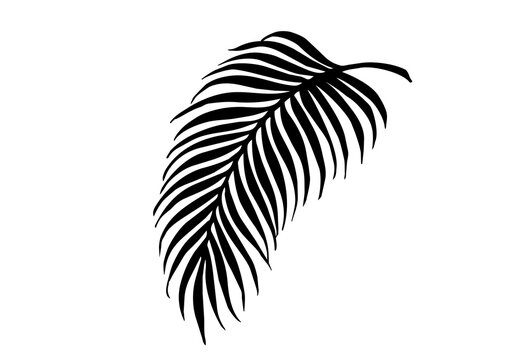 Aesthetic drawn tropical palm leaf silhouette
