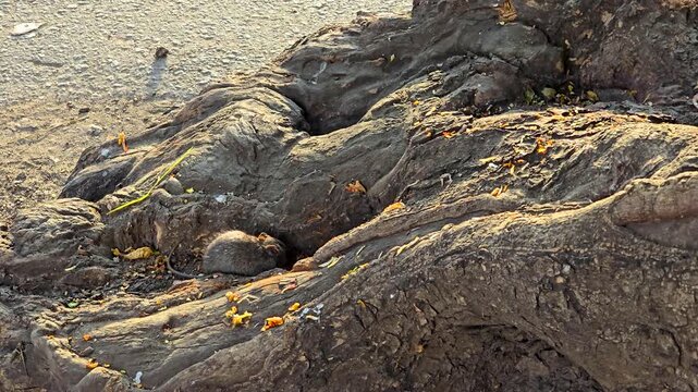 Close-up of street rats hiding inside the hollow base of a tree beside a roadside, cautiously searching for discarded food while reacting fearfully to nearby movement and potential predators.