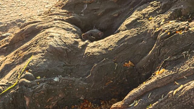 Close-up of street rats hiding inside the hollow base of a tree beside a roadside, cautiously searching for discarded food while reacting fearfully to nearby movement and potential predators.