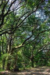 Obraz premium Fresh Green Woodland with Sunlight Filtering Through Trees in Spring, Machida, Tokyo