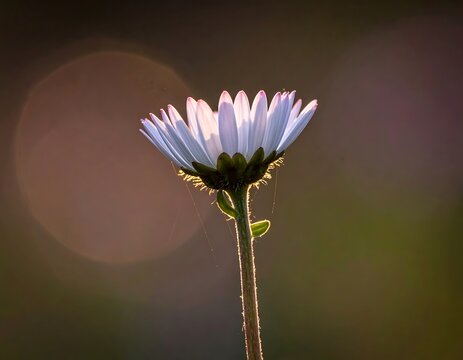 A white flower stands alone against a dark bokeh background