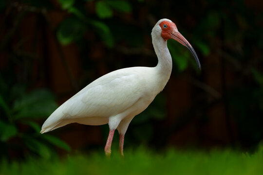 Bird Ibis. American white ibis bird. White wading bird with long curved bill standing on grass close up wildlife portrait. Detailed white feathers. Wildlife photography ornithology outdoor environment