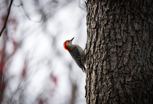 pajaro carpintero