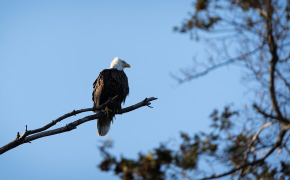 un agula calva descanzando en el arbol