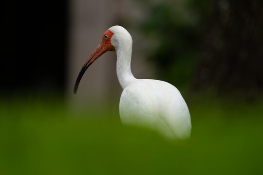 Bird Ibis. American white ibis bird. White wading bird with long curved bill standing on grass close up wildlife portrait. Detailed white feathers. Wildlife photography ornithology outdoor environment