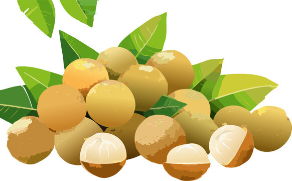 Dimocarpus longan fruit illustration representing fresh tropical food concept
