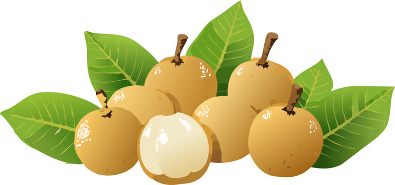 Longan fruit cross section revealing translucent flesh
