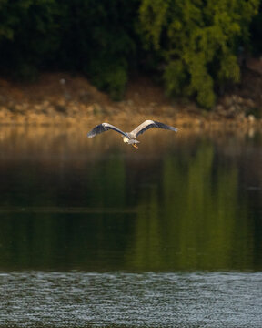 white heron in flight