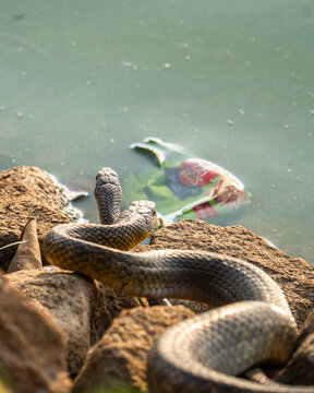 snake in the water