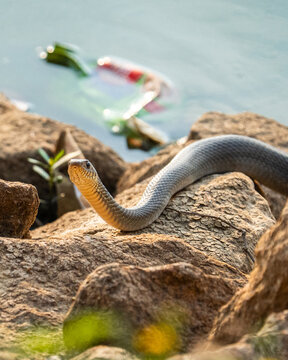 snake on the beach