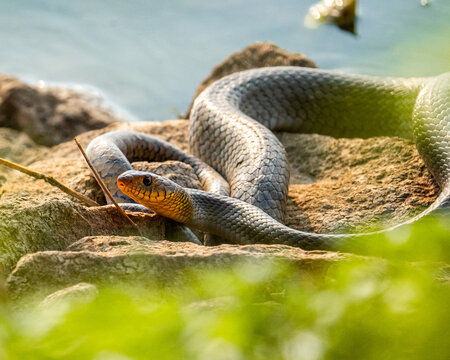 snake in the grass