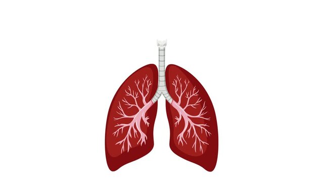 Human respiratory system lungs breathing animation showing oxygen intake and carbon dioxide release process with text labels.