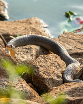 snake on the beach