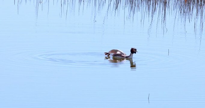 Wild crested grebes fishing and swimming on the lake.