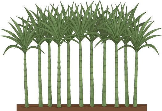 Tropical Pandanus Tree Row with Tall Green Trunks and Leafy Tops for Nature, Landscape, and Botanical Design Projects