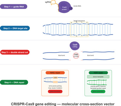 CRISPR Gene Editing Molecular Cross Section Vector