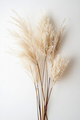 Fototapeta premium Dried white pampas grass bunch on white background, fluffy cream colored cortaderia stems, minimalist natural decor