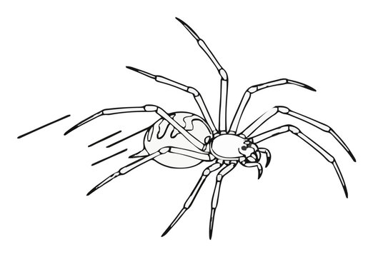 Black widow spider line art icon. Generative AI