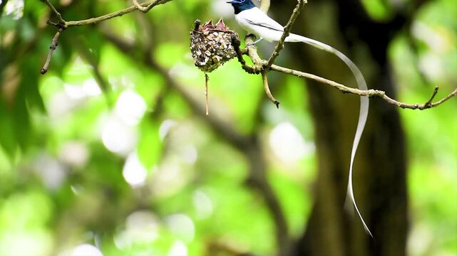 White Long Tailed Indian Paradise Flycatcher ) Male Feeding Its Young From Mouth to Mouth In The Nest In The Jungle With Blurry Green Backdrop.