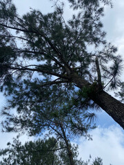 Fototapeta premium tall pine tree against blue sky.