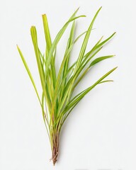 Fototapeta premium Green and yellow striped grass against a white backdrop