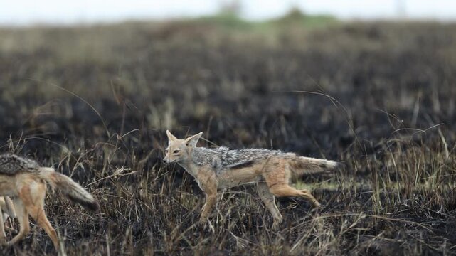 Black-backed jackal trots in side profile across the charred Mara veld after a recent grassland fire, telephoto wild canid shot, Masai Mara National Reserve, Kenya, 4K UHD slow-motion wildlife B-roll