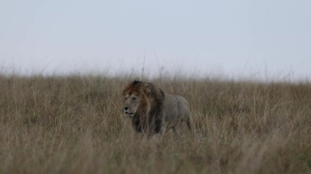 Up a low grassy rise through long savannah grass, a lion male climbs in side-view profile, long-lens compressed silhouette, Masai Mara, Kenya, 4K UHD slow-motion wildlife documentary B-roll