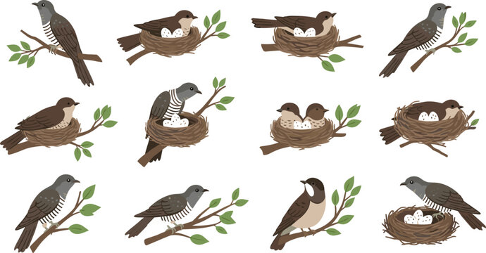 Bird nesting icons vector set with parent birds eggs chicks and branches for wildlife and nature illustration