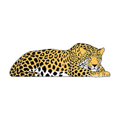 Leopard lying down relaxed animal. © Endang