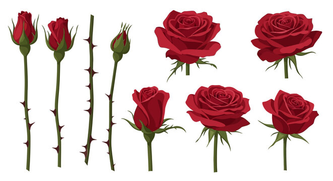 Red roses and rosebuds with thorns on white background
