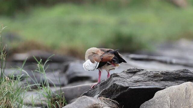 Egyptian goose folds into a deep preening posture on a river rock with head bent into its body plumage, telephoto waterfowl shot, Masai Mara National Reserve, Kenya, 4K UHD slow-motion bird B-roll