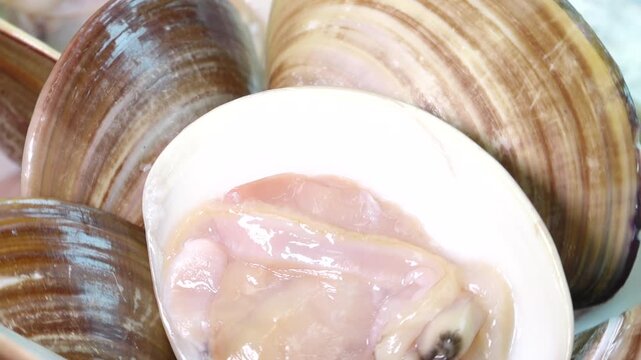 Fresh Oriental Hard Clam Sashimi Korea West Sea Tidal Flat 백합조개 회 싱싱한 조개회 한국 서해안 갯벌