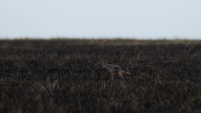 Black-backed jackal sprints across burnt Mara veld in distant long-lens action shot, scavenger canid in post-fire landscape, Masai Mara National Reserve, Kenya, 4K UHD slow-motion canid action footage